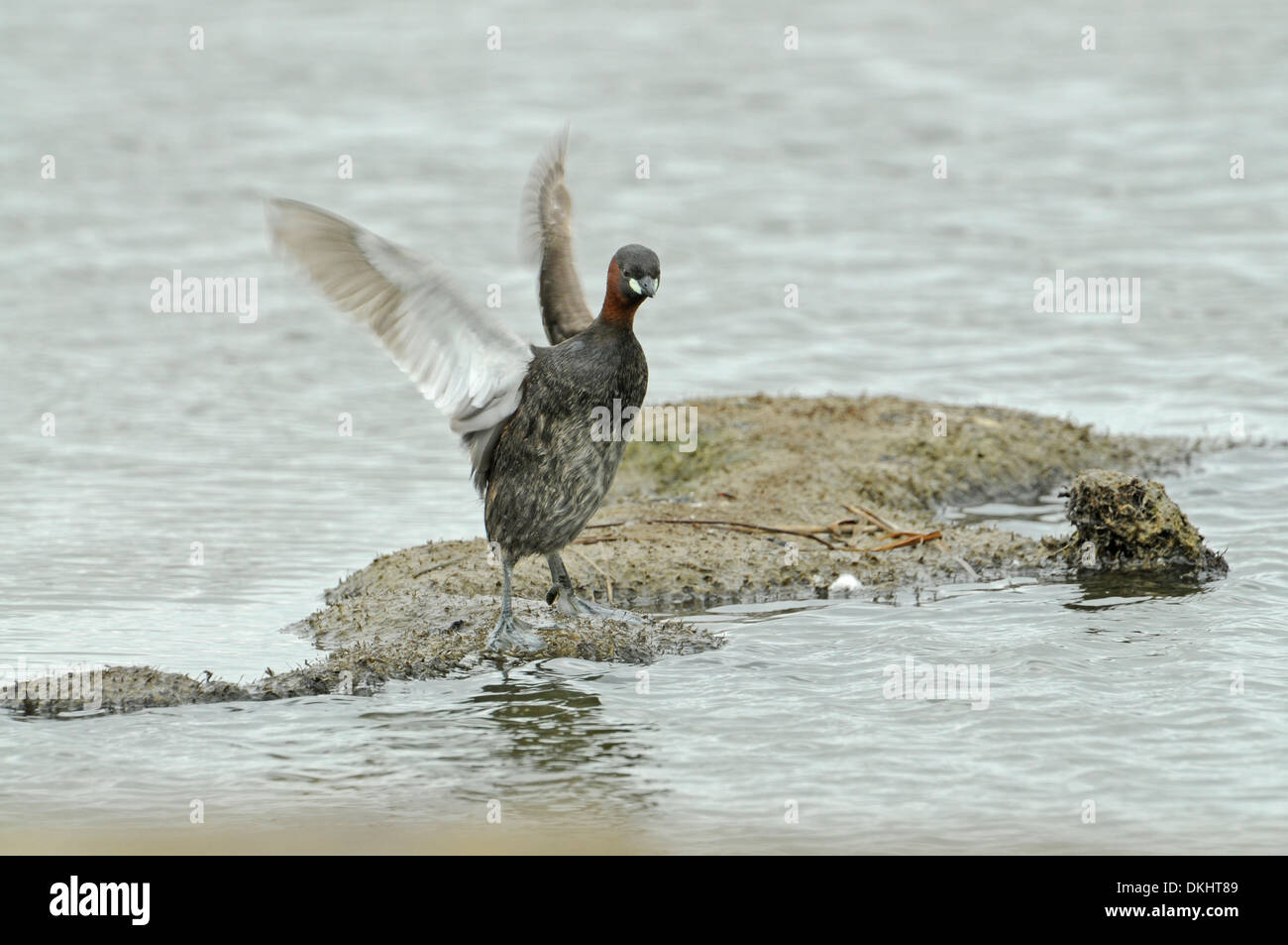 Zwergtaucher (Tachybaptus Ruficollis), auf Schlamm spucken aus Wasser Stockfoto