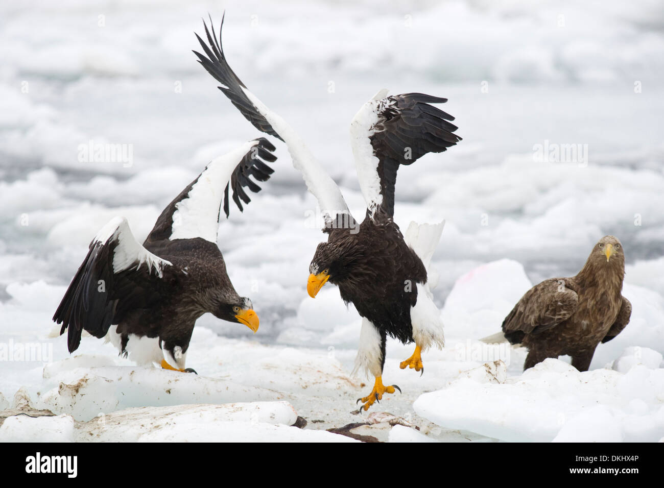 Zwei Steller Seeadler und ein weißes tailed Eagle Streit über das Essen auf dem Packeis, Rausu, Hokkaido, Japan. Stockfoto