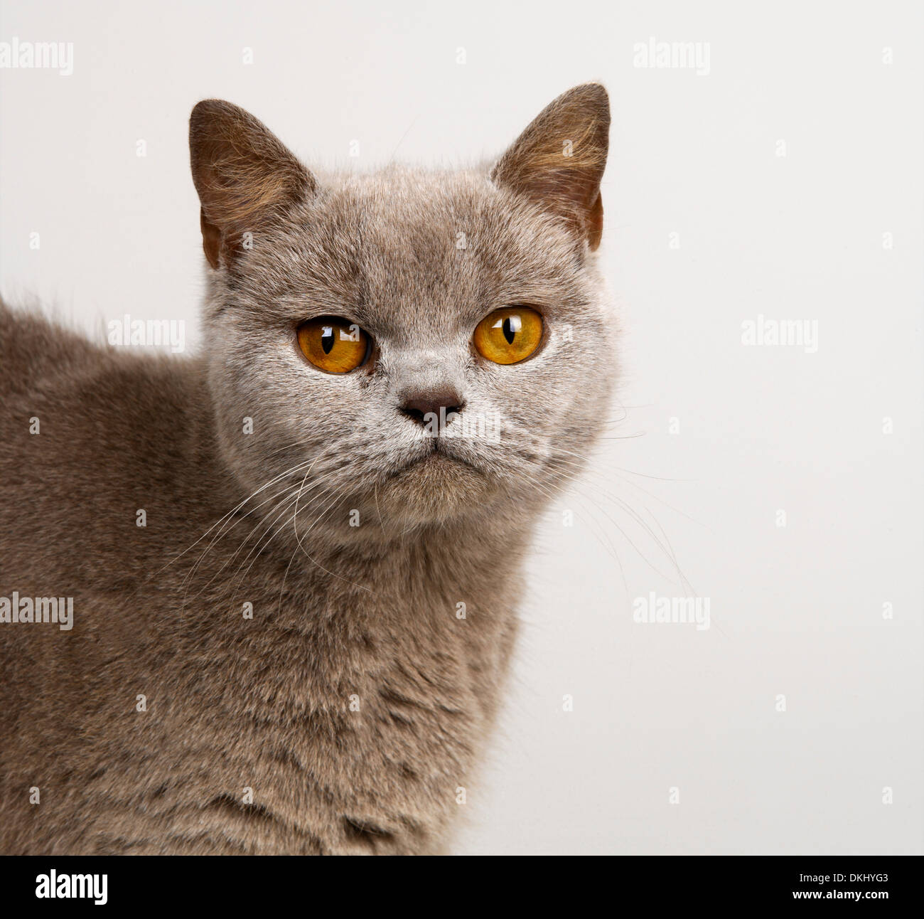 Britische lila Katze Stockfoto