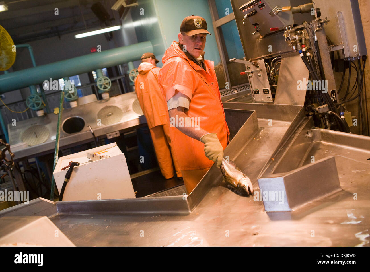 24. November 2009 - trennt Redding, Kalifornien, USA - Fisch Culturist Jeff Laurie, 53, von Redding, Fisch im späten November, Teil der Herbst Chinook Lachs laichen bei Coleman National Fish Hatchery. Jeder weibliche Fisch liefert etwa 5.000 Eizellen, die befruchtet sind und vor Ort bis April, wenn der Brüterei 12 Millionen junger Chinook loslassen will... Nathan Morgan/Record S Stockfoto