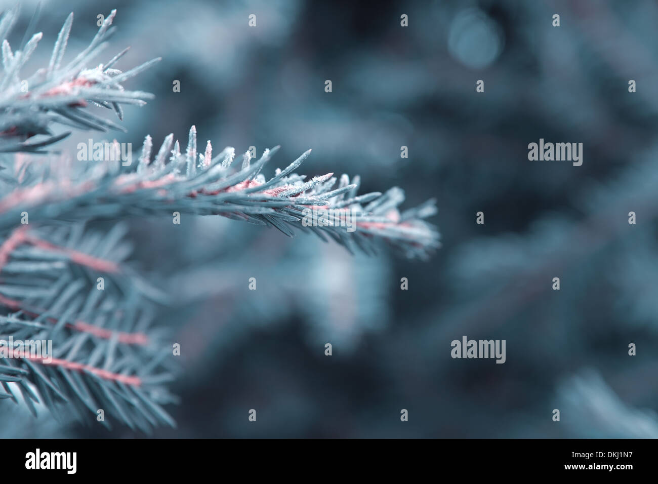 Winter Natur Hintergrund, Fichte Zweig im Raureif Stockfoto