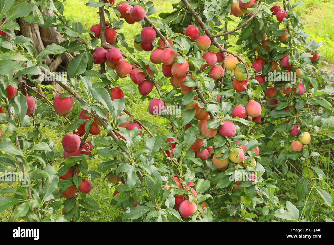 Die Zweige der Pflaumen im Garten Stockfotografie Alamy