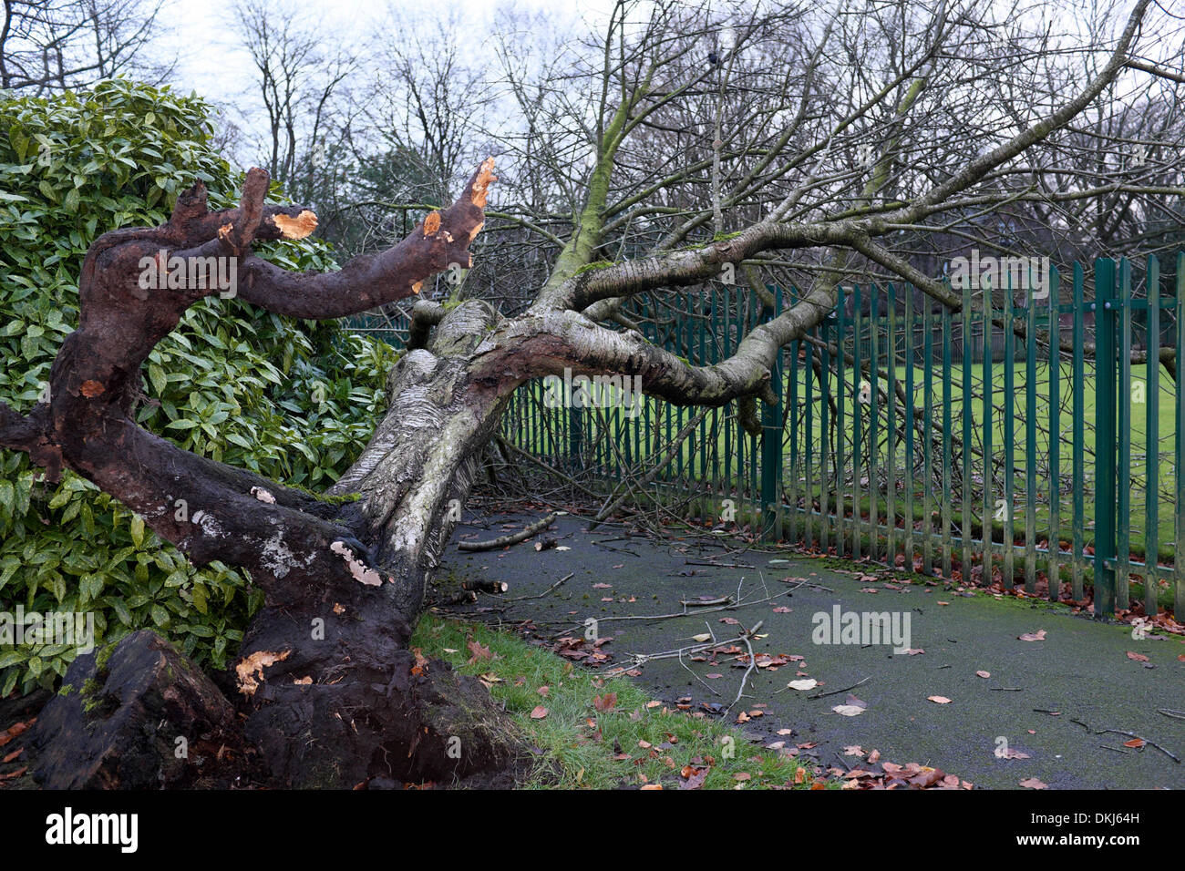 Manchester, UK. 6. Dezember 2013. Ein Baum liegt im Didsbury Park, Manchester nach schweren schlängelt sich am Vortag entwurzelte. 6. Dezember 2013 Sturm Schäden Manchester, UK Credit: John Fryer/Alamy Live-Nachrichten Stockfoto