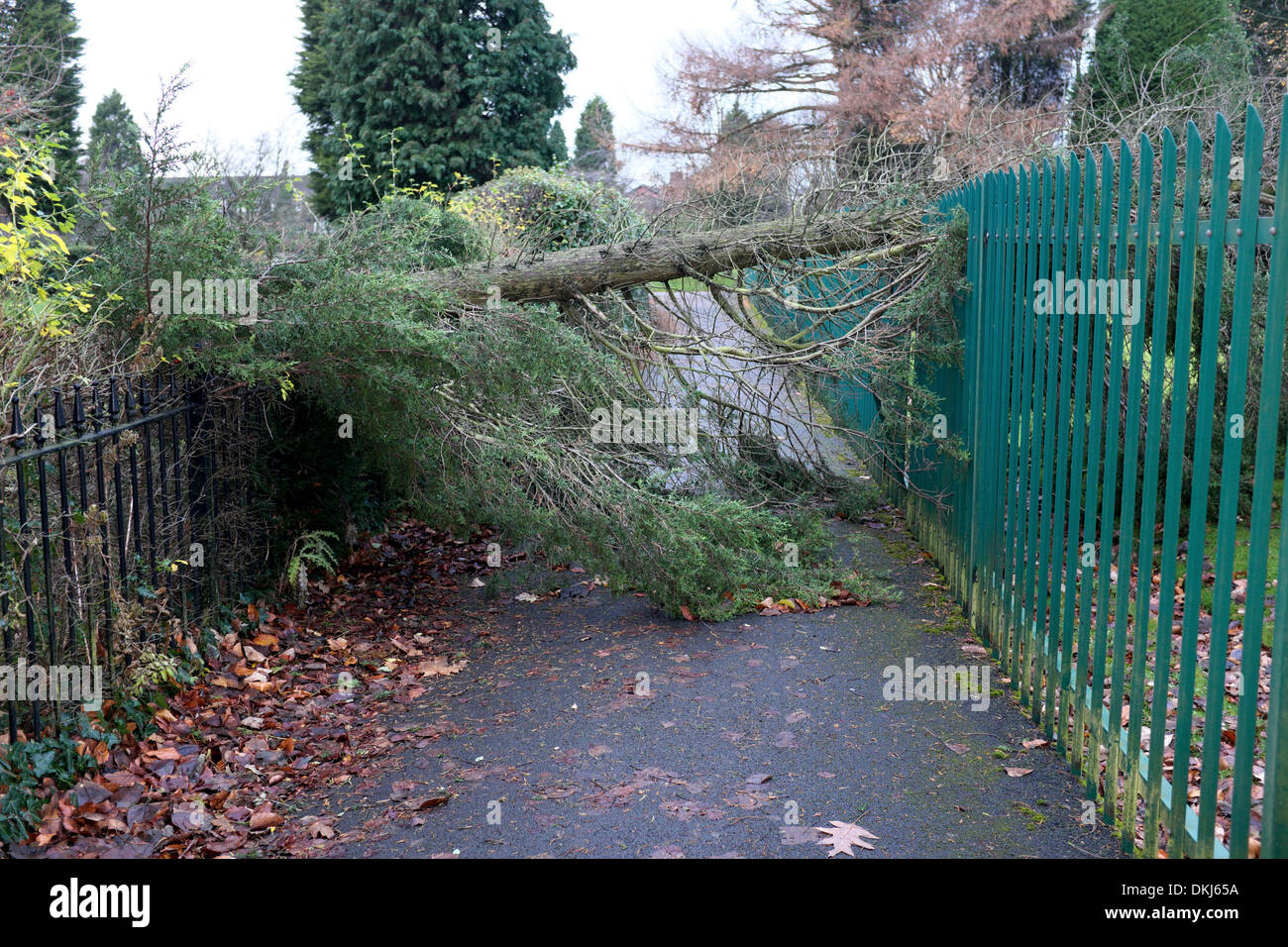 Manchester, UK. 6. Dezember 2013. Ein Baum liegt im Didsbury Park, Manchester nach schweren schlängelt sich am Vortag entwurzelte. 6. Dezember 2013 Sturm Schäden Manchester, UK Credit: John Fryer/Alamy Live-Nachrichten Stockfoto