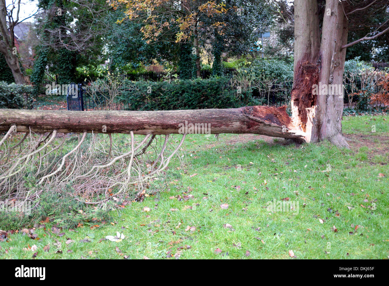 Manchester, UK. 6. Dezember 2013. Ein Baum liegt im Didsbury Park, Manchester nach schweren schlängelt sich am Vortag entwurzelte. 6. Dezember 2013 Sturm Schäden Manchester, UK Credit: John Fryer/Alamy Live-Nachrichten Stockfoto