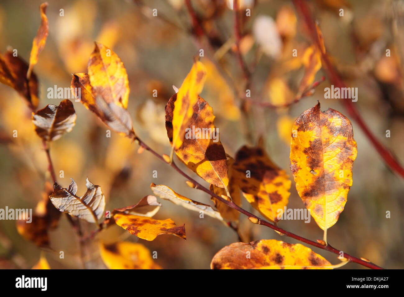 Gelbes Herbstlaub in der Morgensonne. Stockfoto