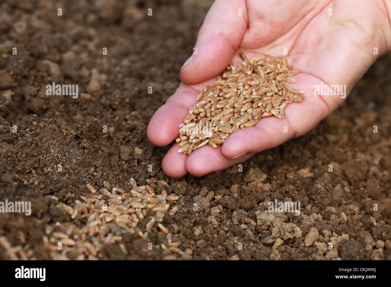 Eine Hand ist säen Samen in die Erde in einem Garten Stockfoto