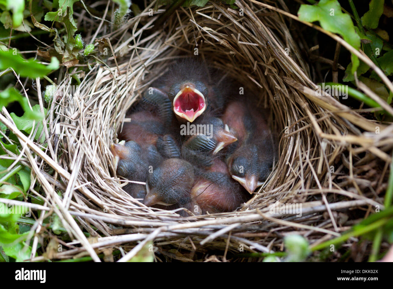 Spatz Baby Vögel nisten Jungvögel Notgroschen Küken Stockfotografie Alamy