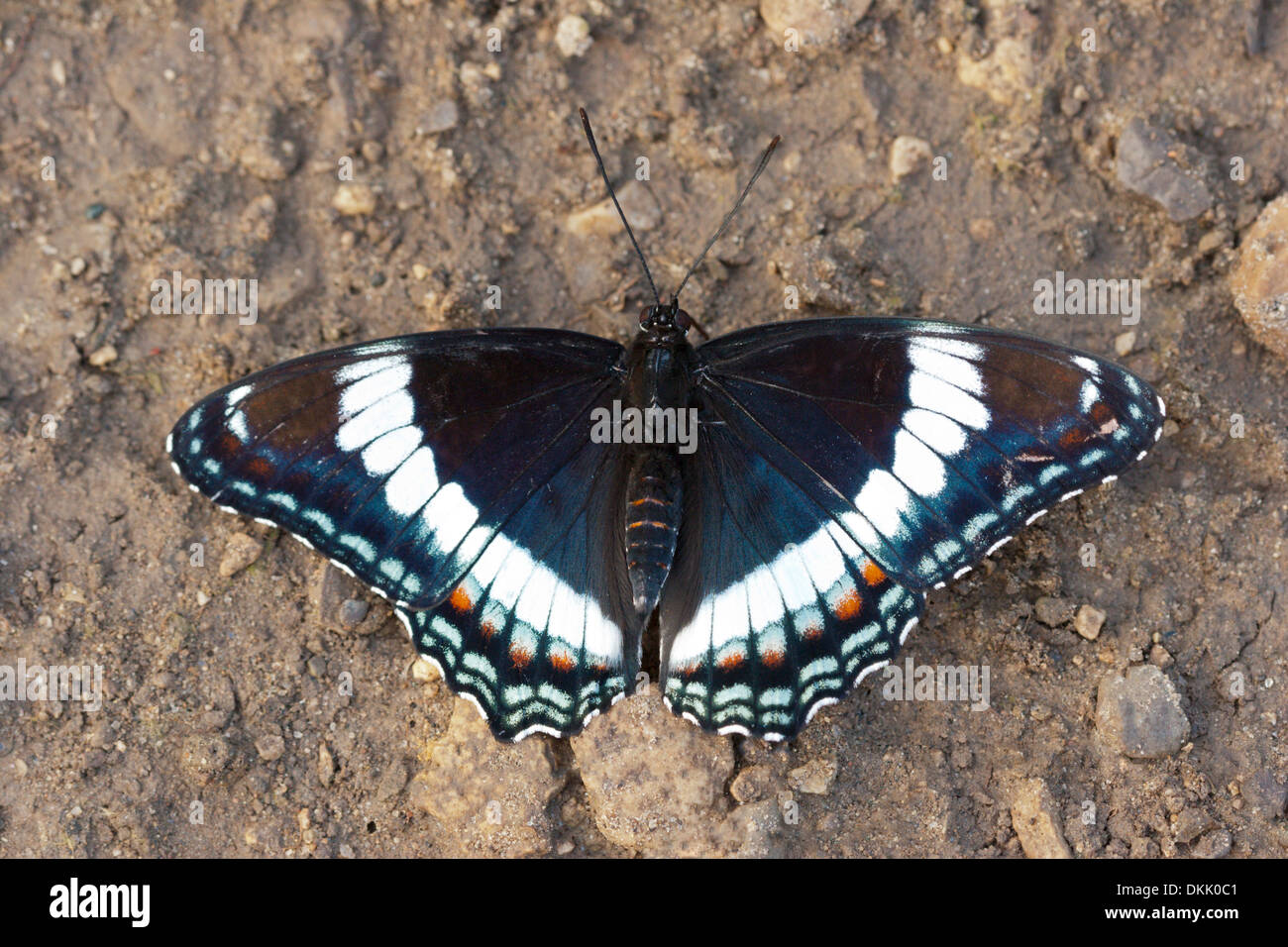 Insekt Nachtfalter Schmetterling grub bunte Farbe Stockfoto