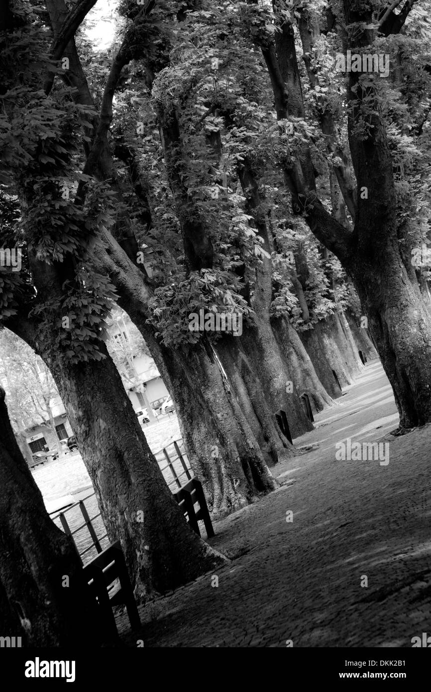 Schwarz und weiß, von Bäumen gesäumten Promenade, Lecco Stockfoto