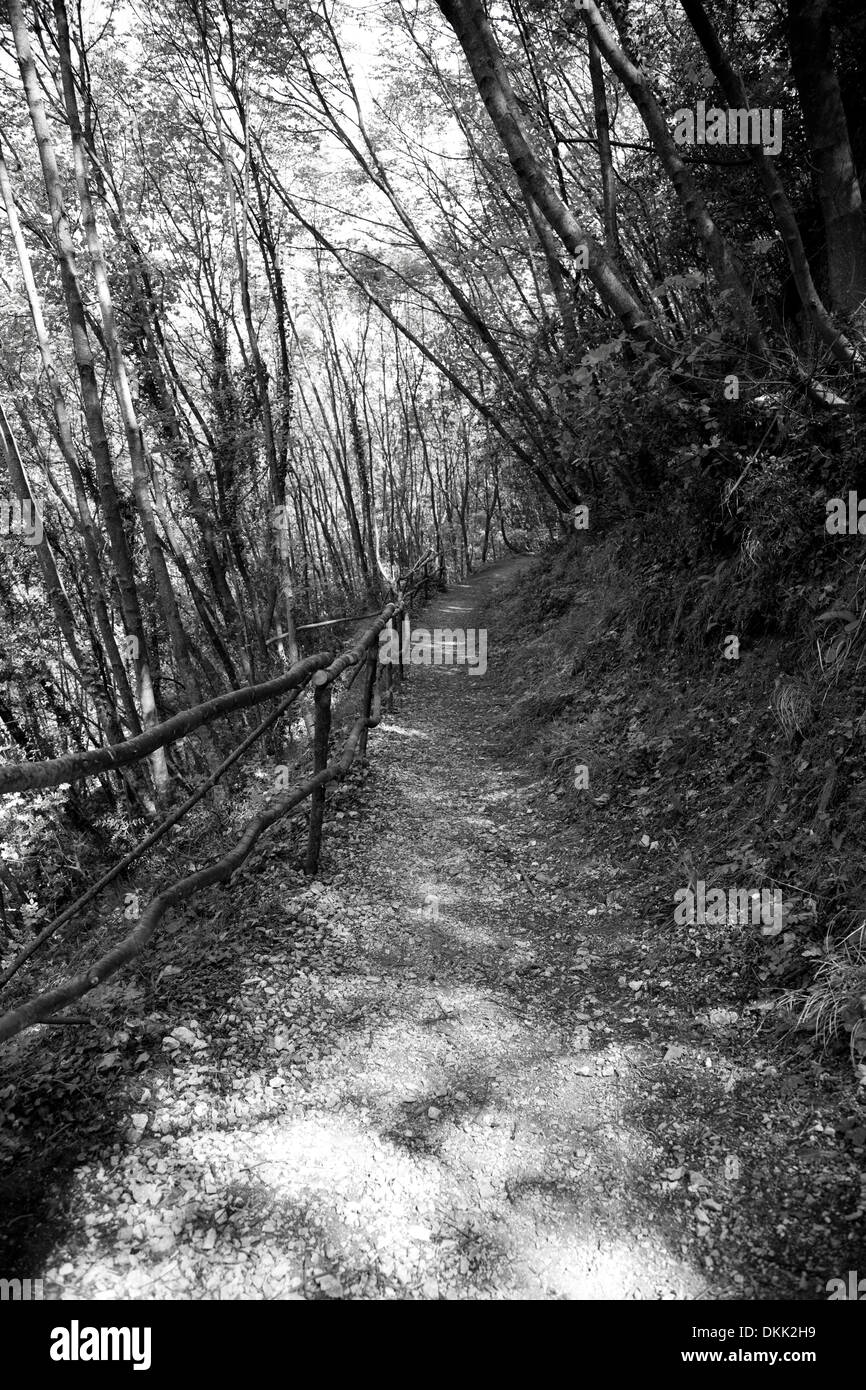 Schwarz / weiß-Waldweg Stockfoto