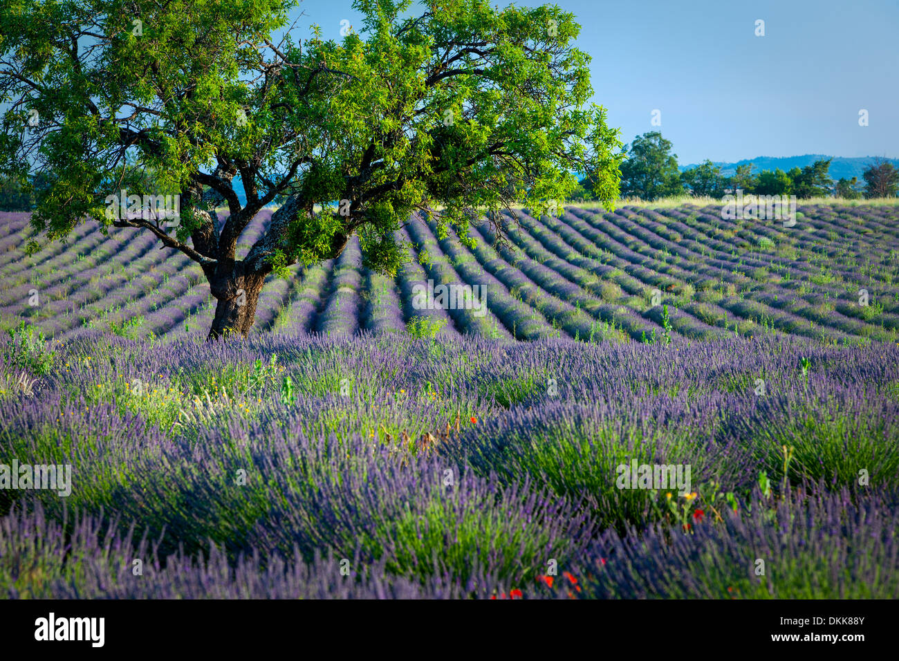 Einsamer Baum in lila Bereich der Lavendel auf dem Plateau von Valensole, Provence, Frankreich Stockfoto