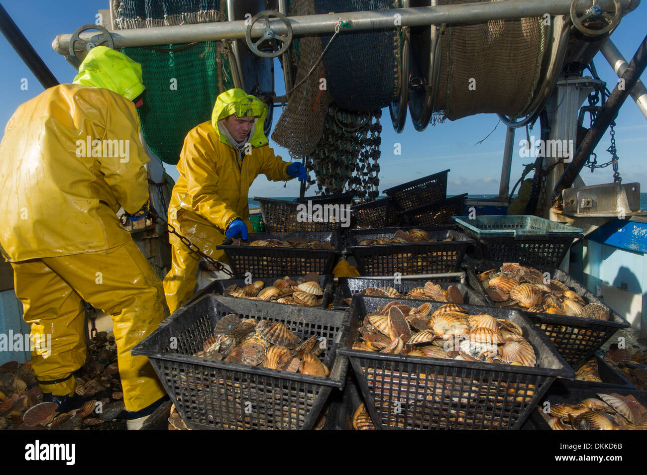 2 Fischer sind Körbe mit Jakobsmuscheln auf einem Schiffsdeck bewegen. Stockfoto