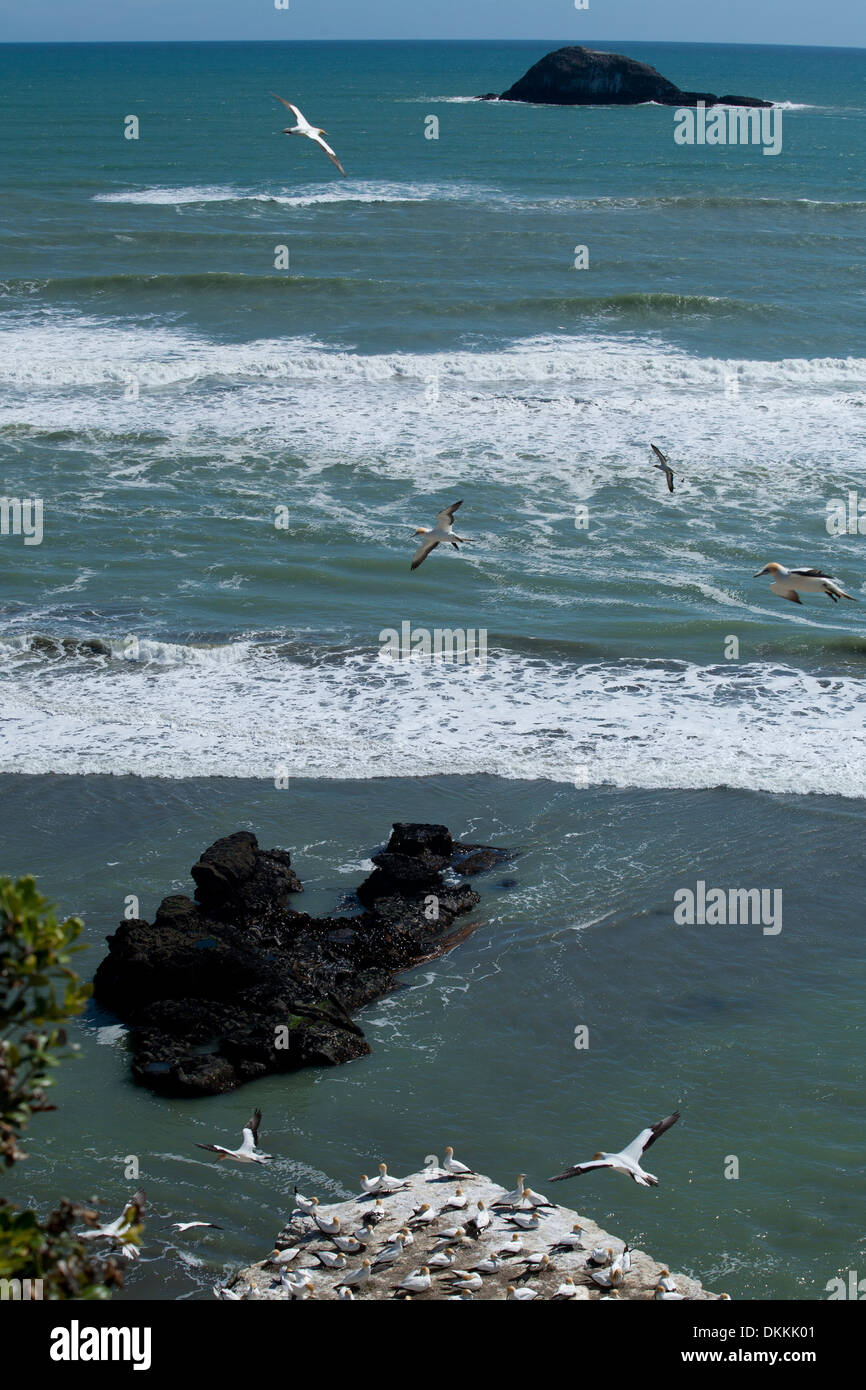 Tölpel fliegen über ihre Kolonie am Muriwai Beach in Neuseeland Stockfoto