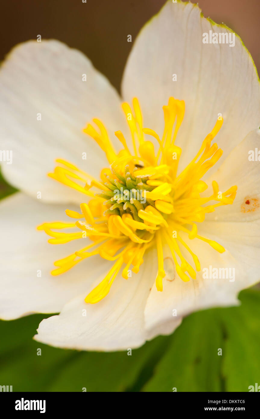 Marsh Marigold, Yoho Nationalpark, Britisch-Kolumbien, Kanada Stockfoto