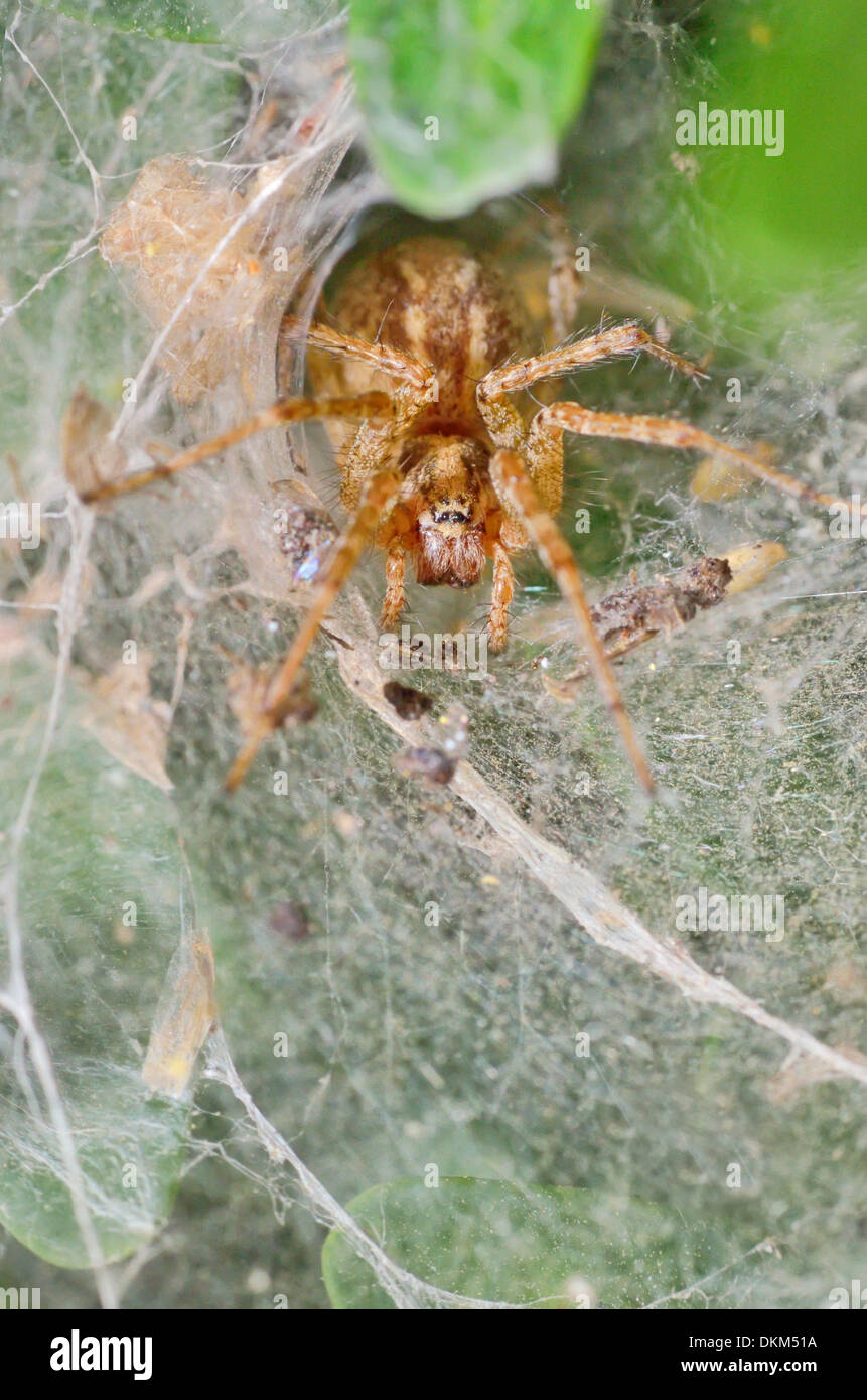 Details der Spinne in seinem Web-nest Stockfoto