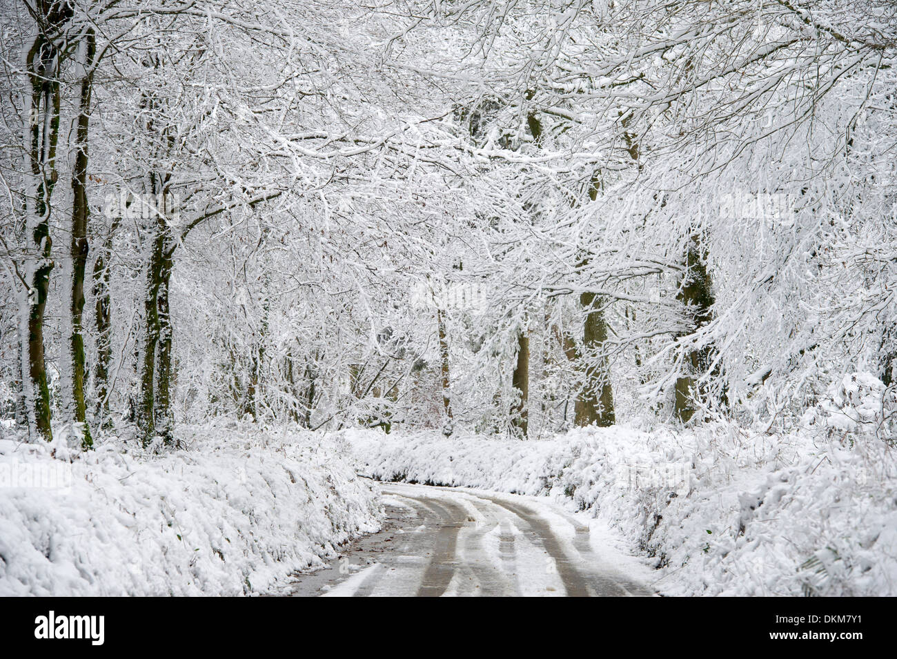 Ein Weg durch den Schnee bedeckt Wald in der Nähe von Barnstaple, Devon als winterliche Bedingungen Sweep in ganz Großbritannien. Stockfoto