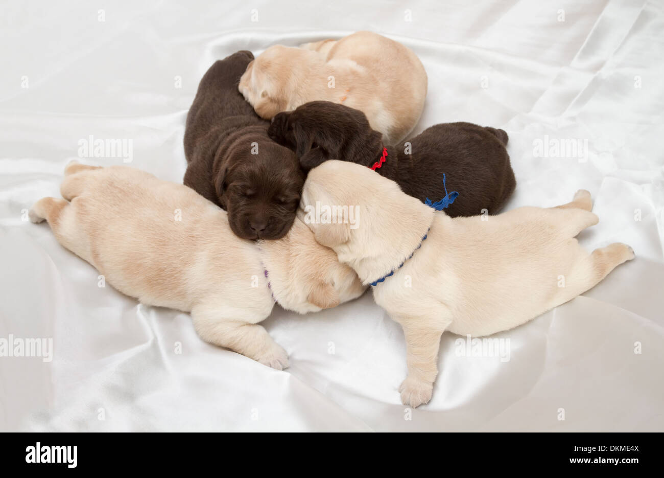 sieben Labrador Retriever Welpen (eine Woche alt) Stockfoto