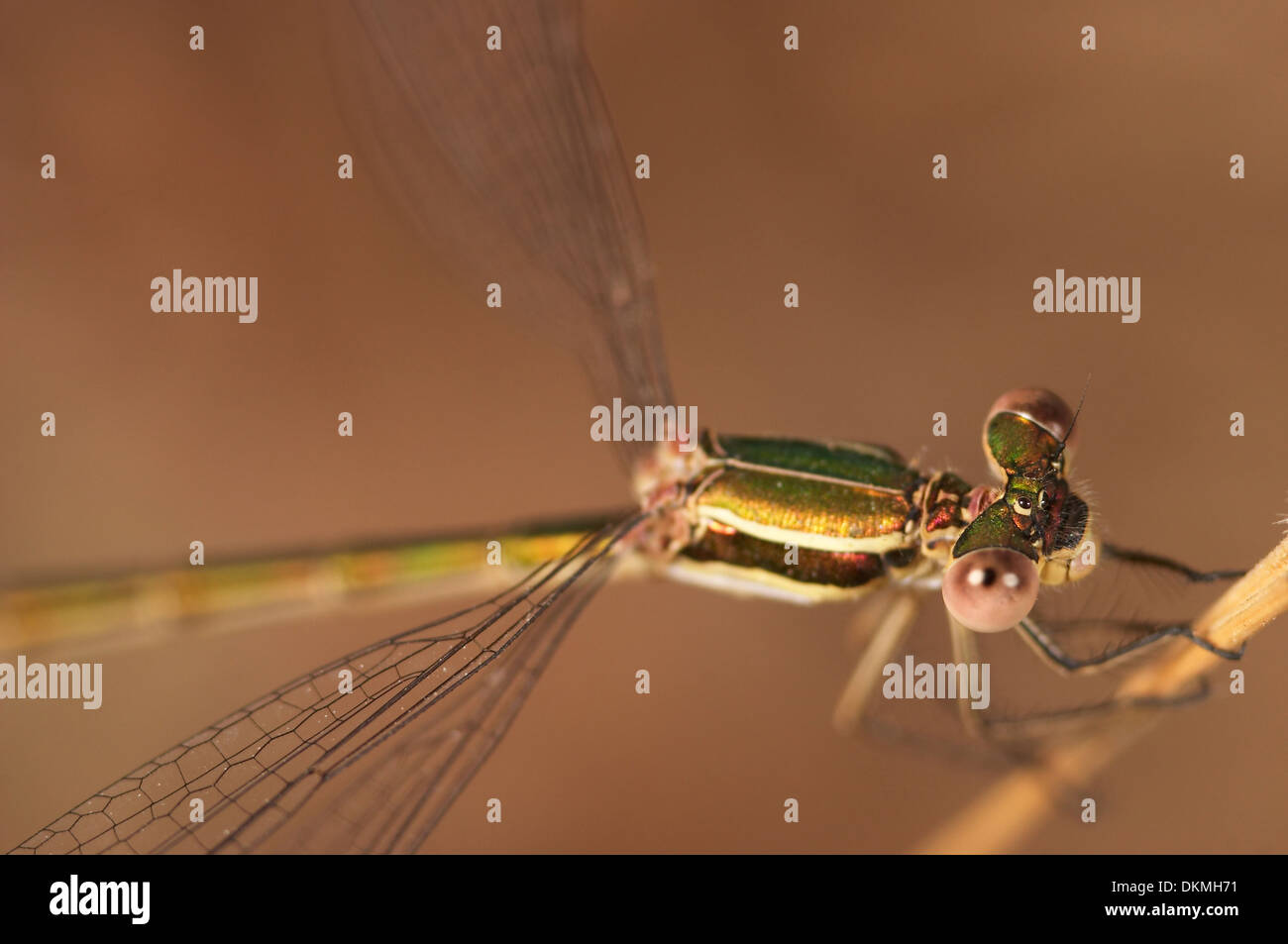 Kleine Speciment einer Libelle (Lestes Barbarus) Stockfoto