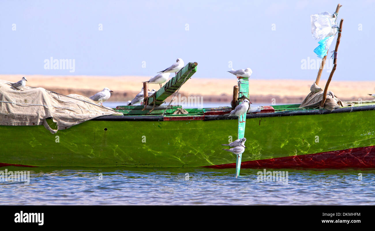 Möwen auf einem Fischerboot in einem See in Fayoum westlich von Cairo. Stockfoto Möwen auf einem Fischerboot in einem See in Fayoum westlich von Cairo. Stockfoto