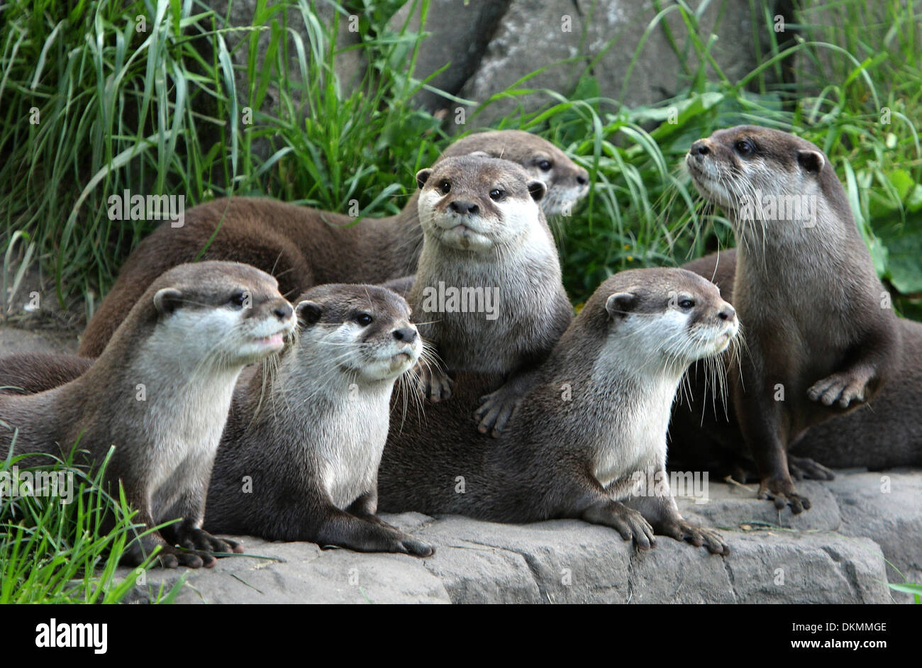 sechs Otter Stockfoto