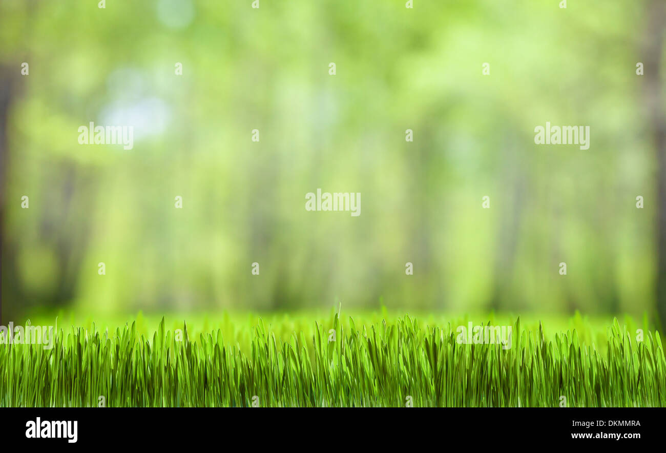 grünen Rasen und Wald Natur Hintergrund für den Desktop-Hintergrund Stockfoto