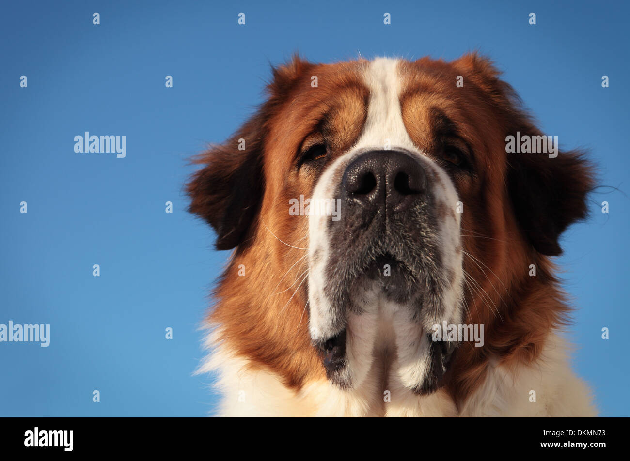 großer Hund auf einem Hintergrund des blauen Himmels Stockfoto