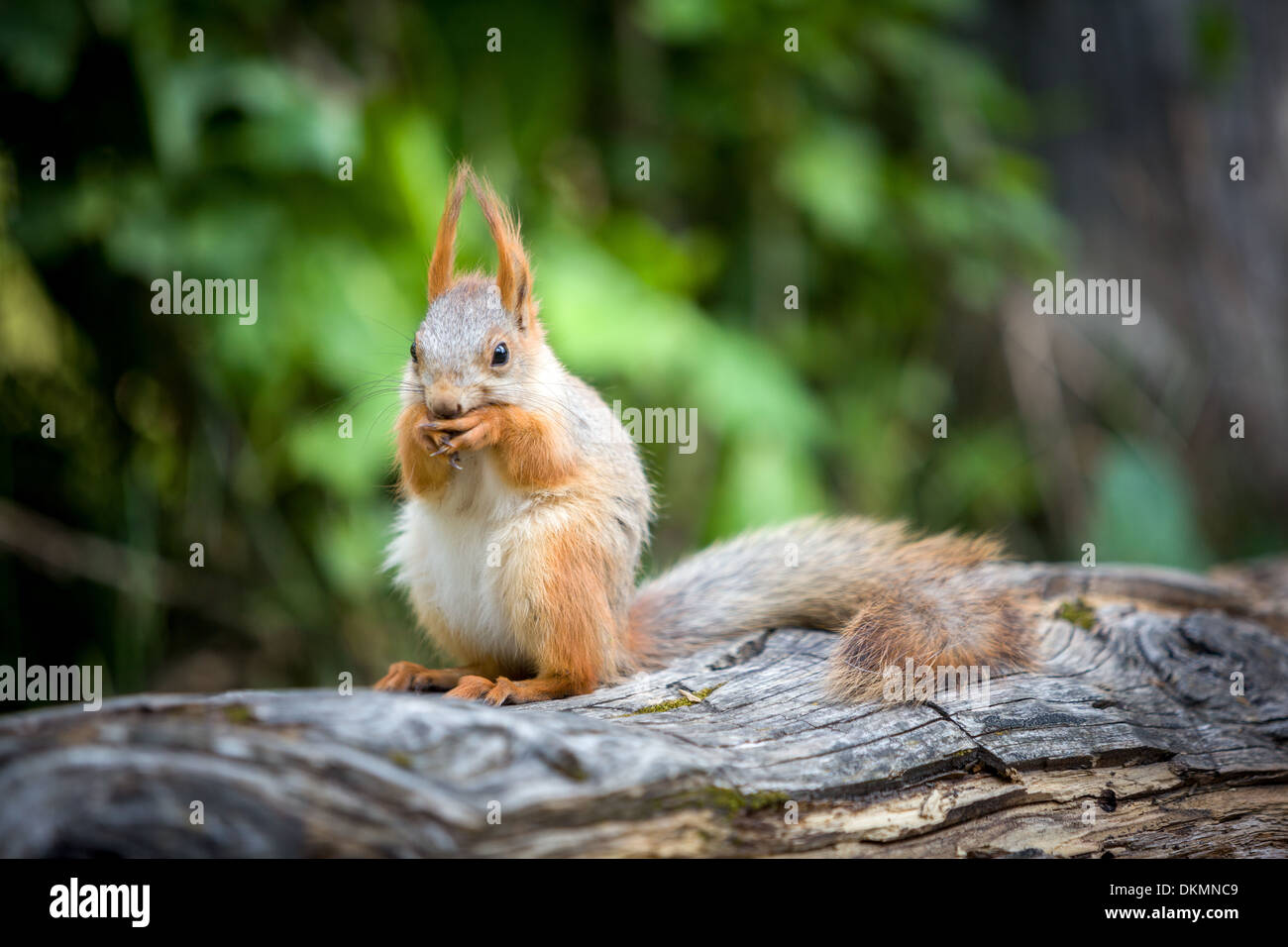 Niedliche Eichhörnchen Essen Nuss Stockfoto