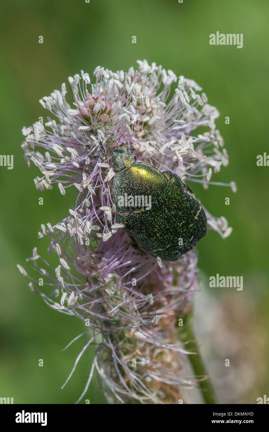 Ein schillernder grüner Käfer wird in Pollen auf eine Wegerich Blüte in den französischen Alpen bedeckt. Stockfoto