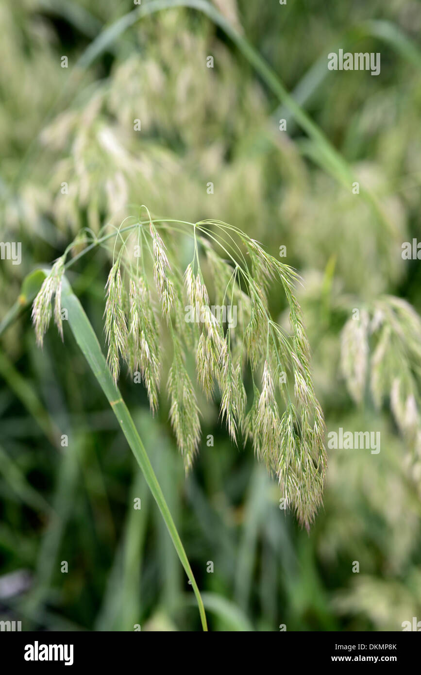 Calamagrostis Emodensis ornamentalen Reedgrass Rasen Gräser Samen seedheads Stockfoto