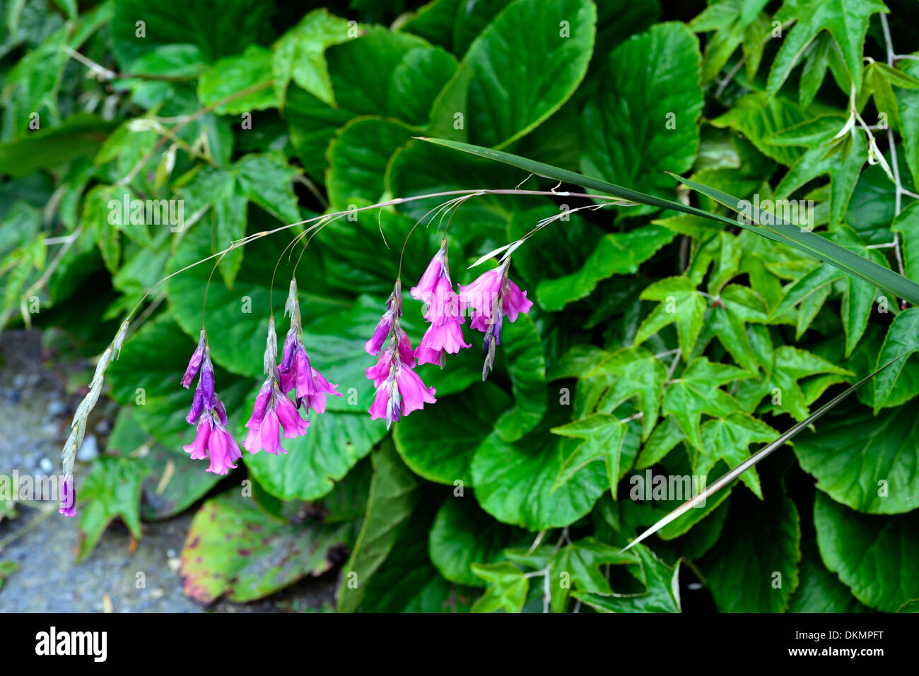 Dierama Pulcherrimum lila Blumen Engel Angelruten Bergenie Bodendecker  Kontrast Pflanzen Partner Stockfotografie - Alamy