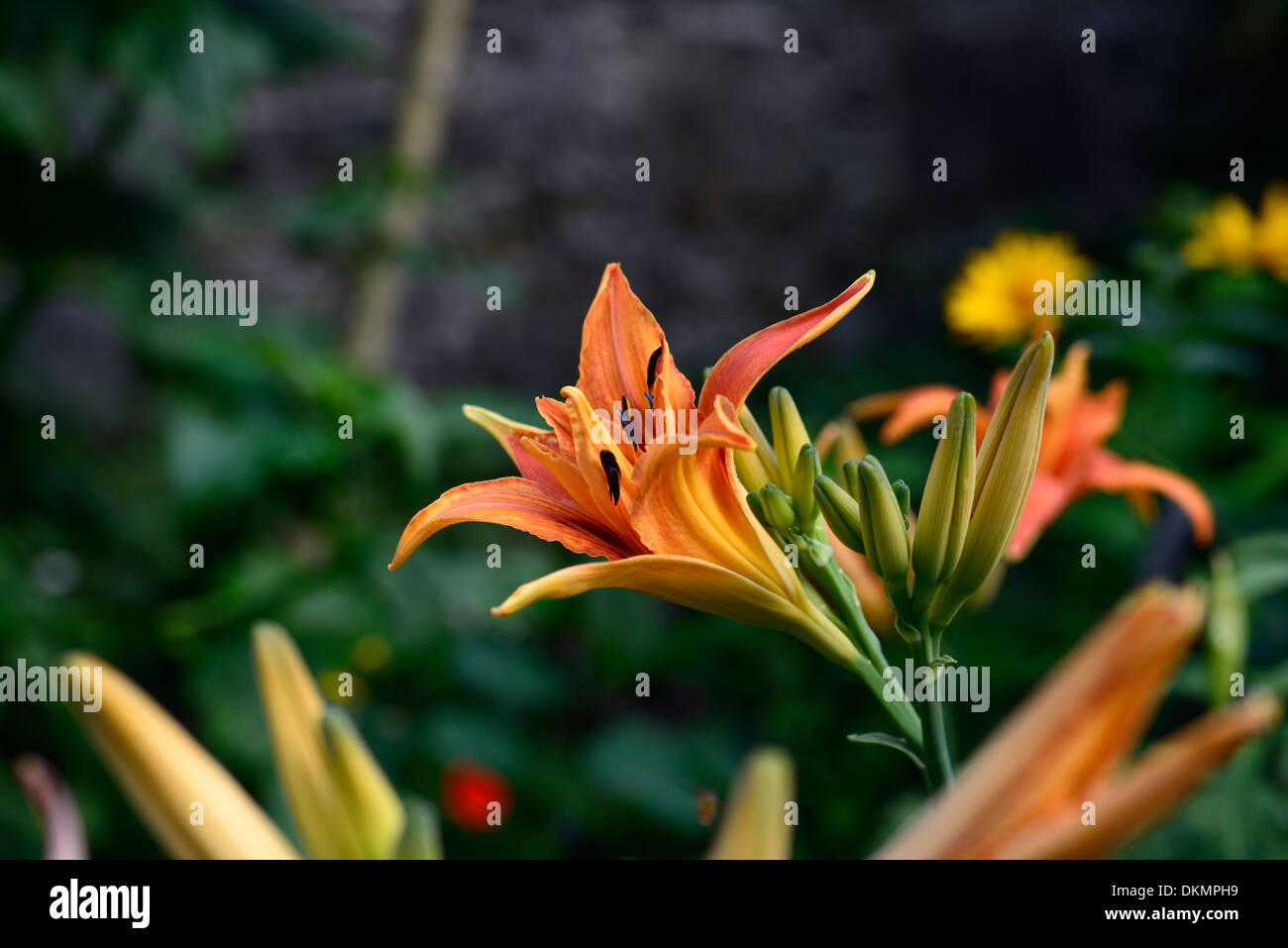 Hemerocallis Fulva orange Kwanso Blume Blüte blühenden Taglilien Taglilien Taglilie mehrjährige Stockfoto