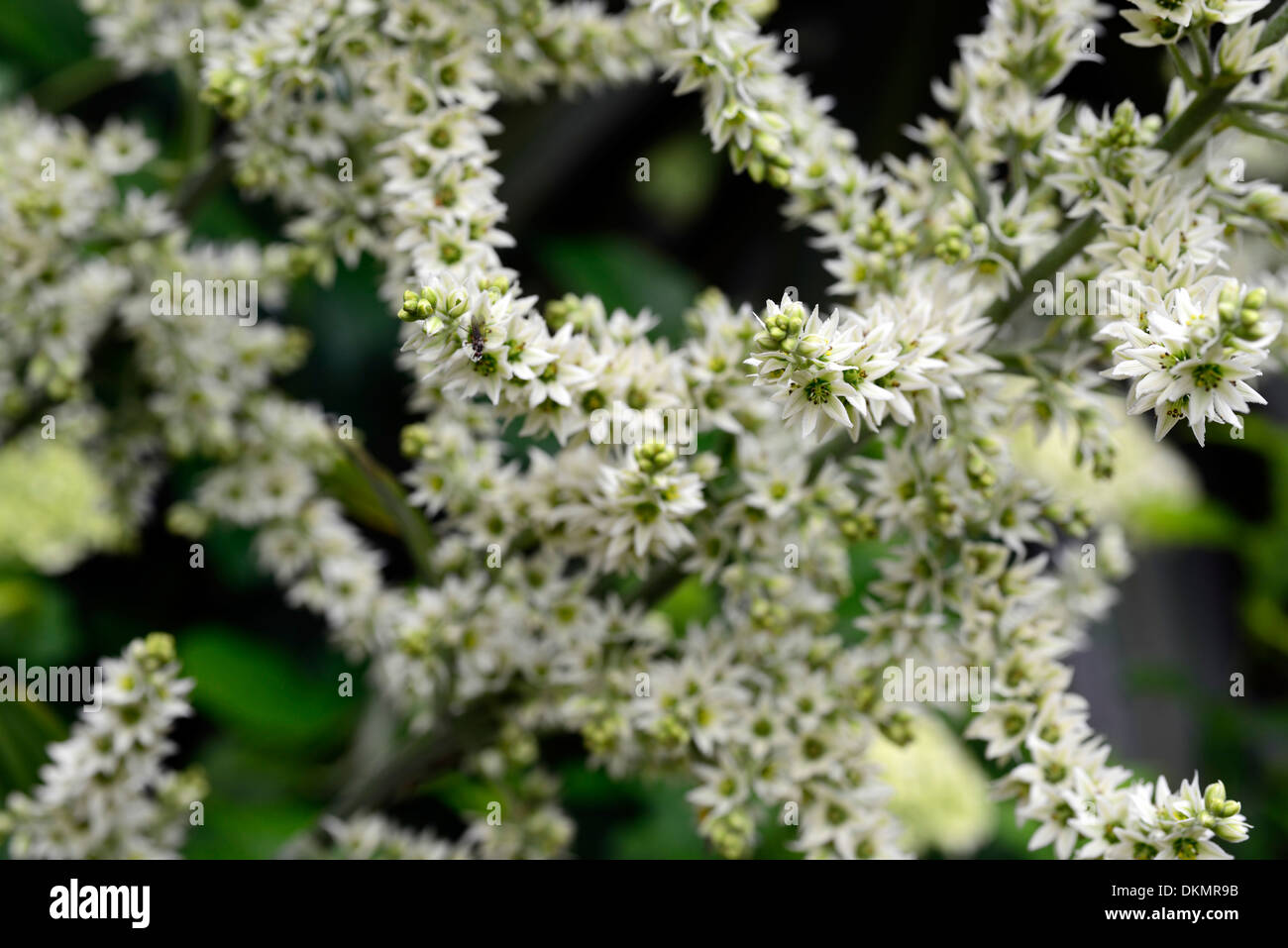 Veratrum Album Germer Europäische Weiße Nieswurz Creme weiße Pflanze Porträts Blumen Closeup selektiven Fokus Sommer Stockfoto