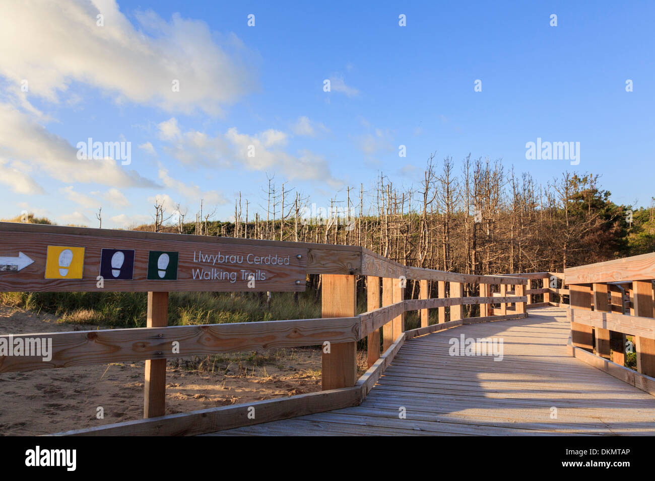 Neuen Holzsteg und Wanderwege anmelden Newborough Wald, Isle of Anglesey, North Wales, UK, Großbritannien Stockfoto