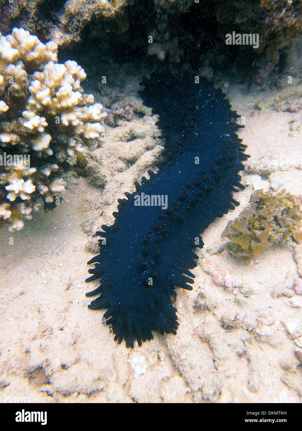 Tauchen Unterwasser Slug Stockfoto