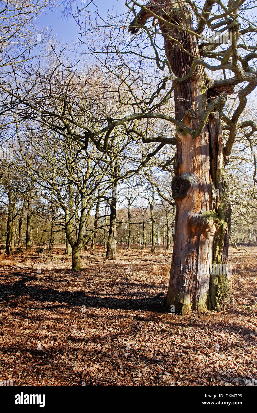 Ein sonniger Wintertag im Sherwood Forest, Nottingham, zeigt verschiedene Arten der Bäume ohne Blätter. Stockfoto