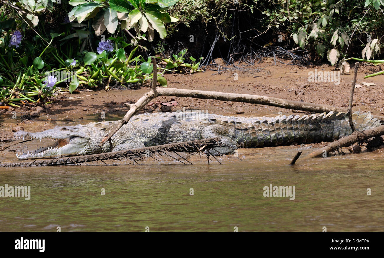 Ein amerikanisches Krokodil (Crocodylus Acutus) ruht schlammigen Strand. Drake Bay, Corcovado Nationalpark, Golfito, Costa Rica Stockfoto