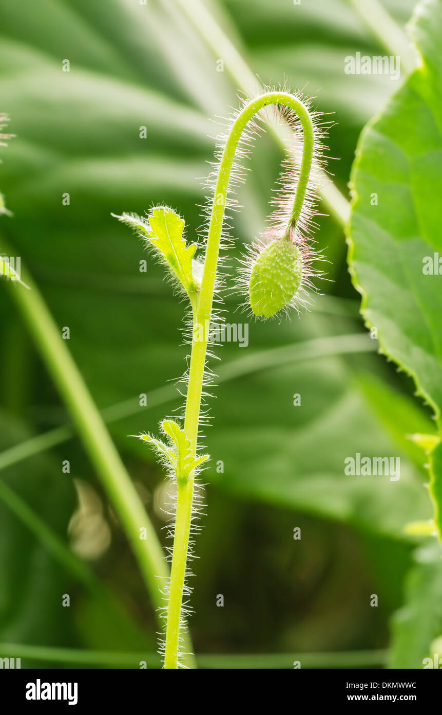 grünen Mohn Blütenknospe mit Hintergrundbeleuchtung Haare Stockfoto