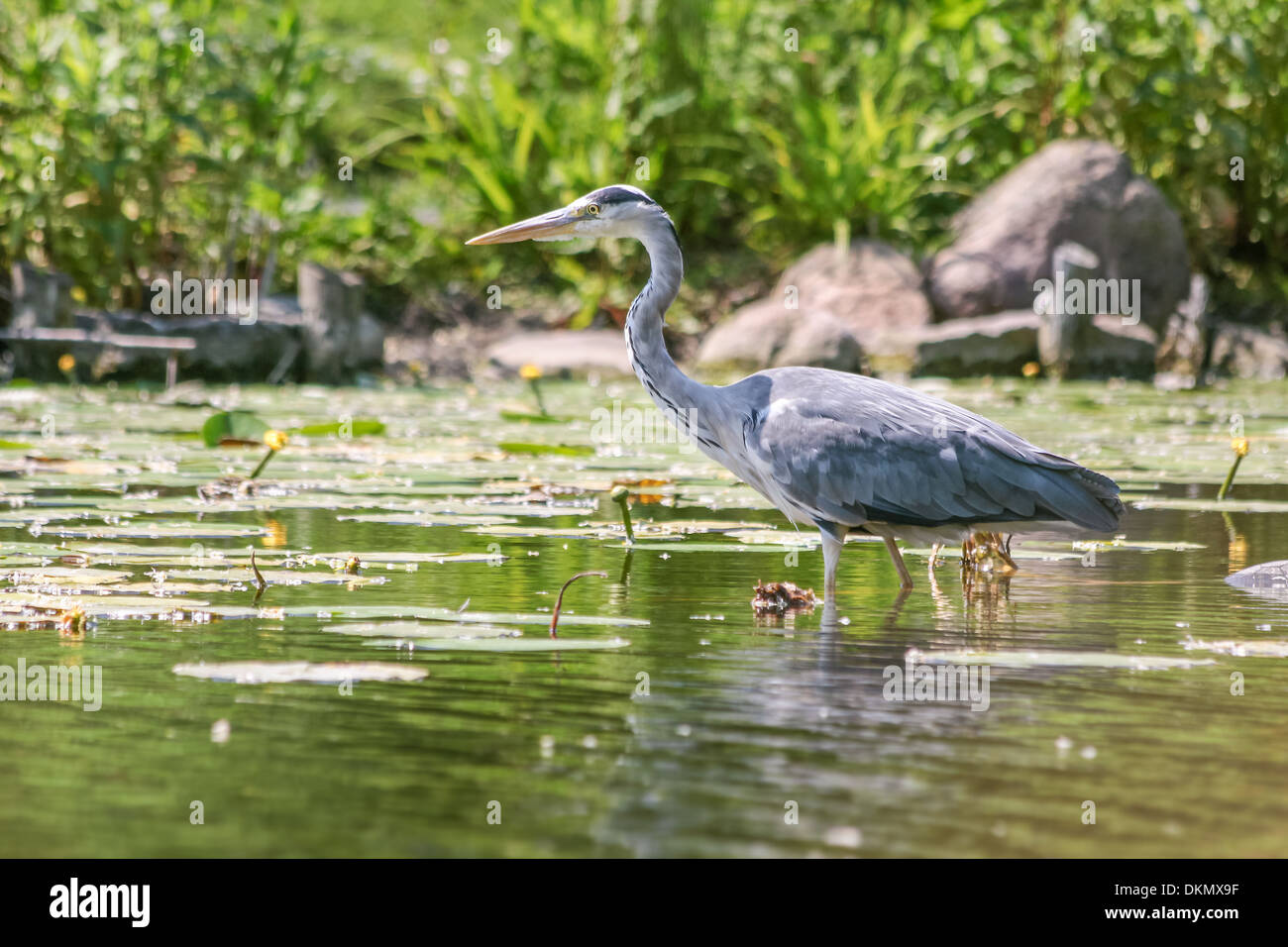 Graue Reiher (Ardea Cinerea) in Wasser mit Wasserpflanzen Stockfoto