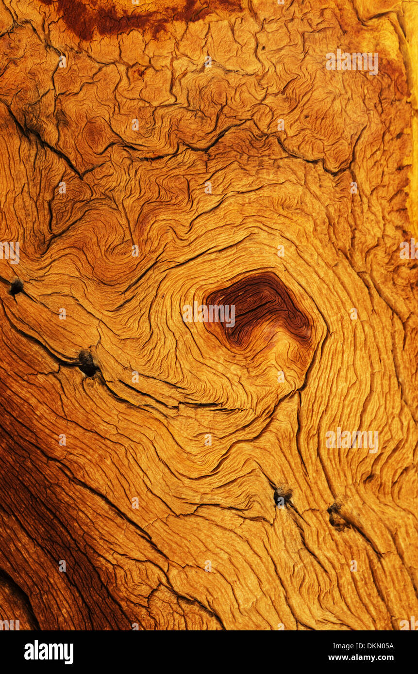 verwittert und verzerrte Holzmaserung aus einer Berg-Kiefer Stockfoto