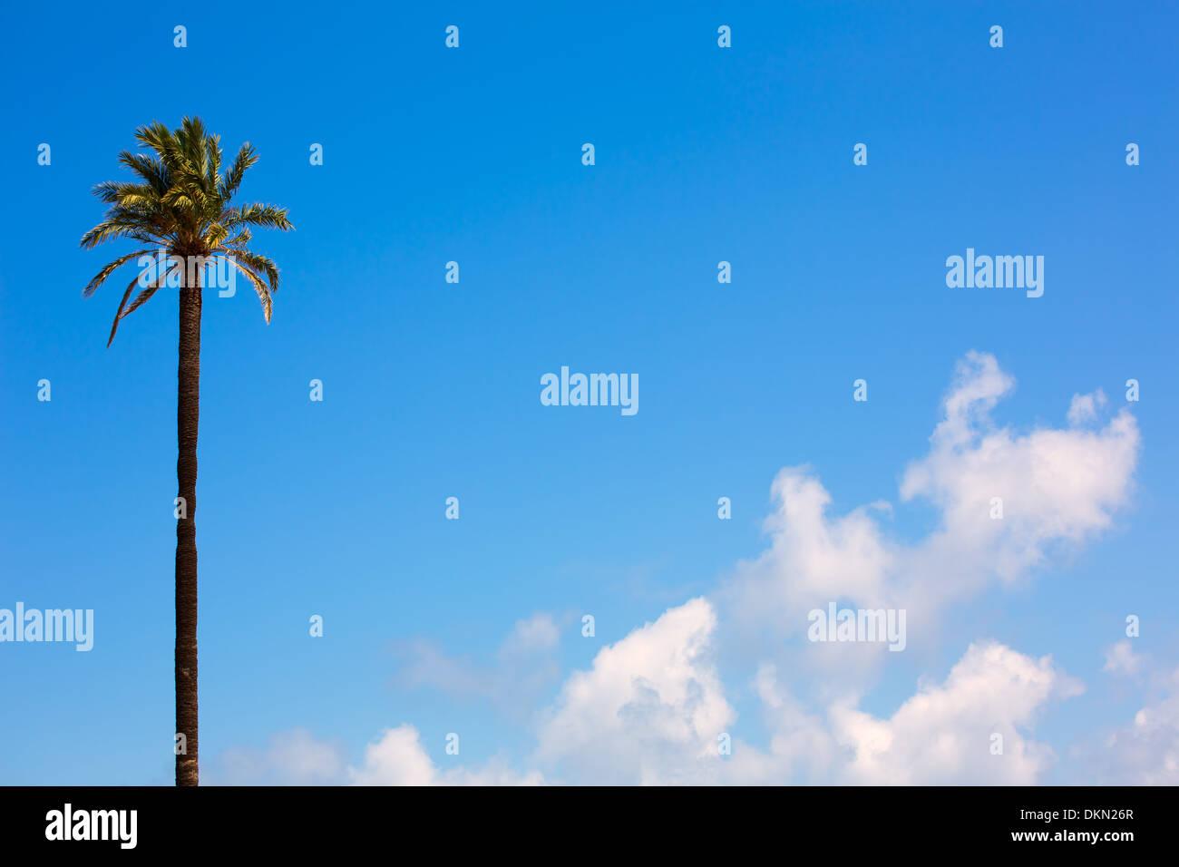 Einsame Palme Washingtonia-kalifornischen Stil auf blauen Himmel und Wolken Stockfoto