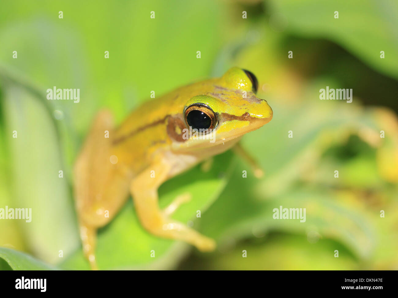 Frosch Thailand grüne Paddy Thailand Stockfoto