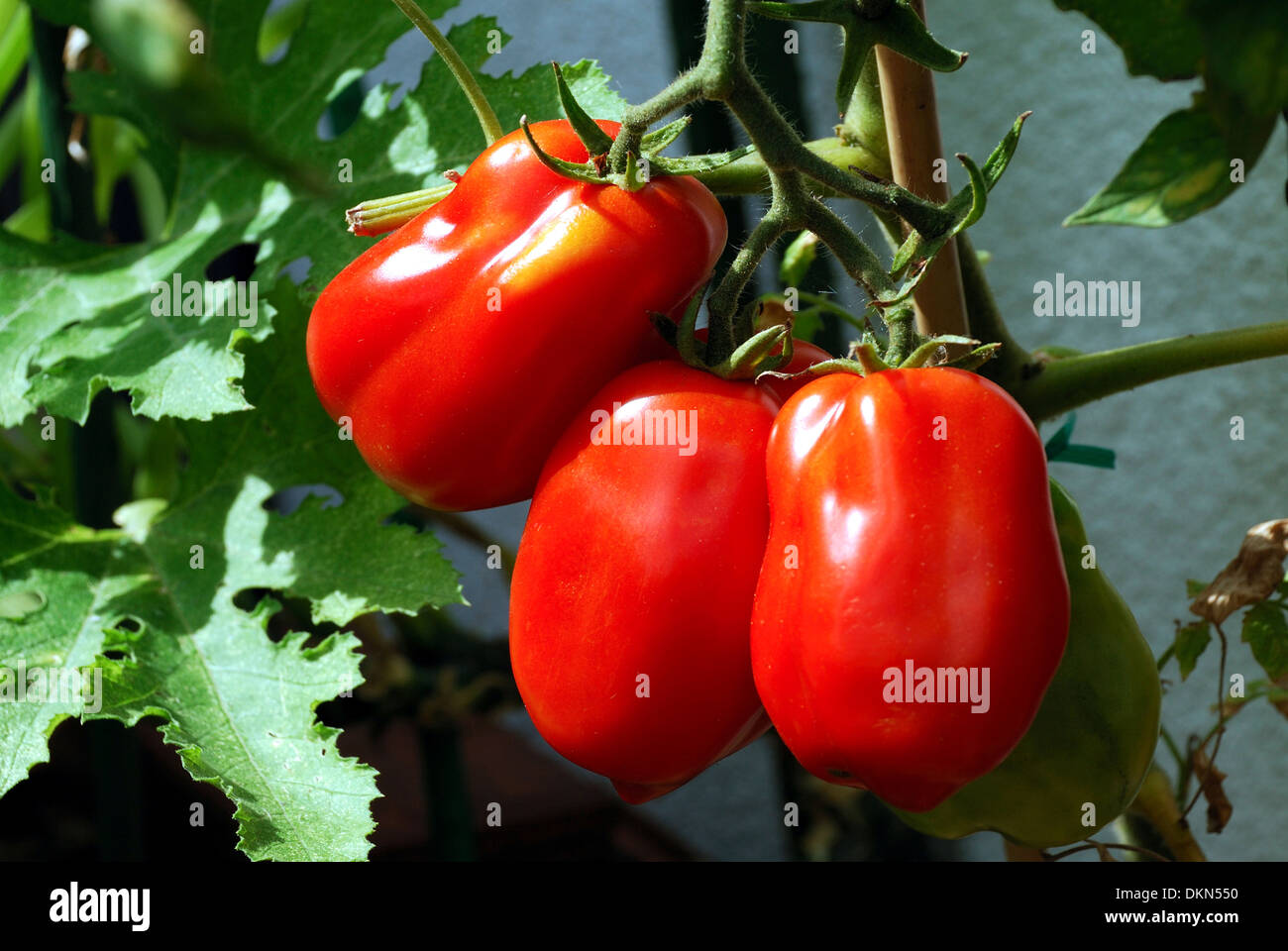 Italienische Tomaten auf den Busch. Stockfoto