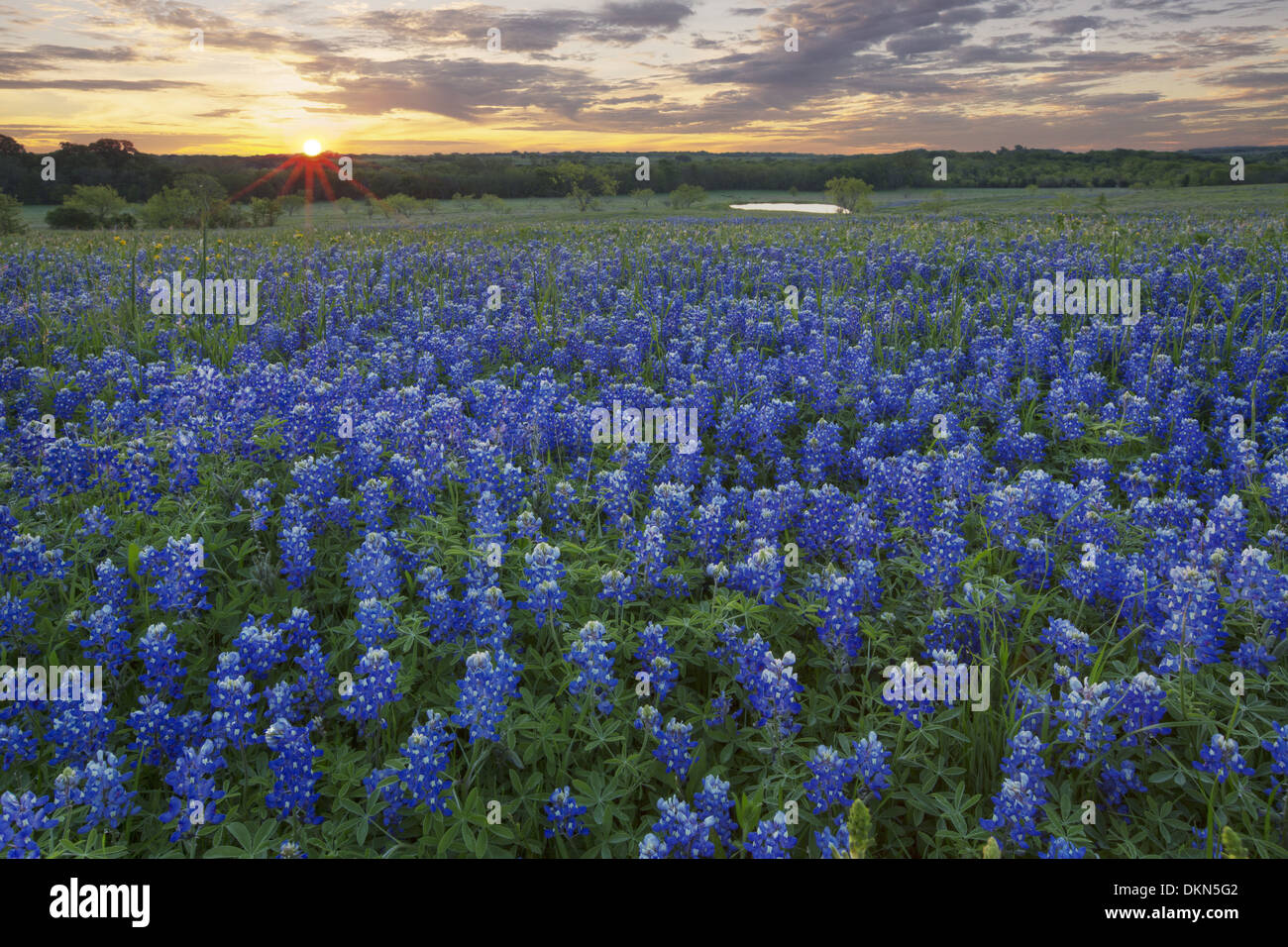 Dieses Texas Wildblumen-Bild zeigt Sonnenaufgang über ein Bluebonnet Feld in Texas Hill Country. Stockfoto
