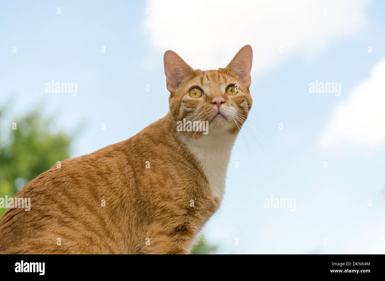 Orange Katze draußen vor dem Himmelshintergrund Stockfoto