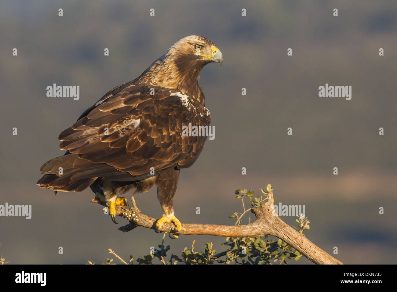 Bild des männlichen Iberischen Kaiseradler in der Sierra de San Pedro in Spanien Stockfoto