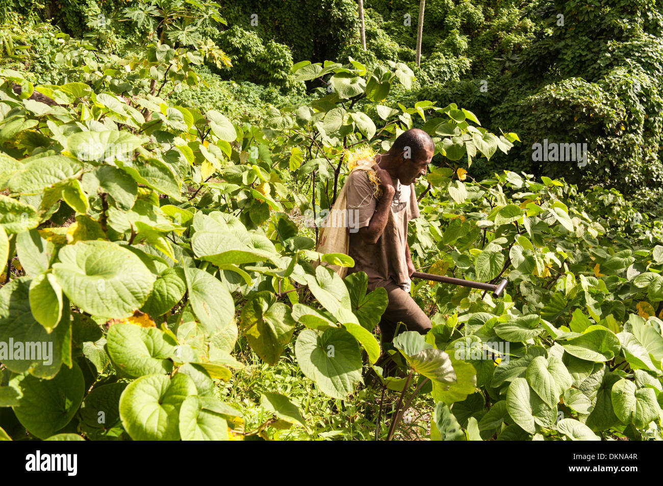 Jiko tragen Plünderung Wurzelgemüse wird er durch Kava Büsche in seiner steilen, Hang Garten außerhalb Lomati, Matuku, Fidschi angebaut Stockfoto