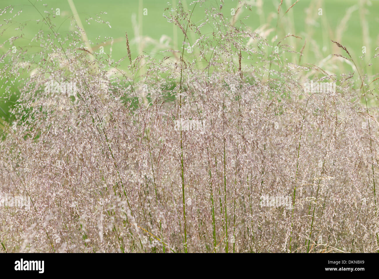 Deschampsia Cespitosa oder büscheligen Haar Grass, UK Stockfoto