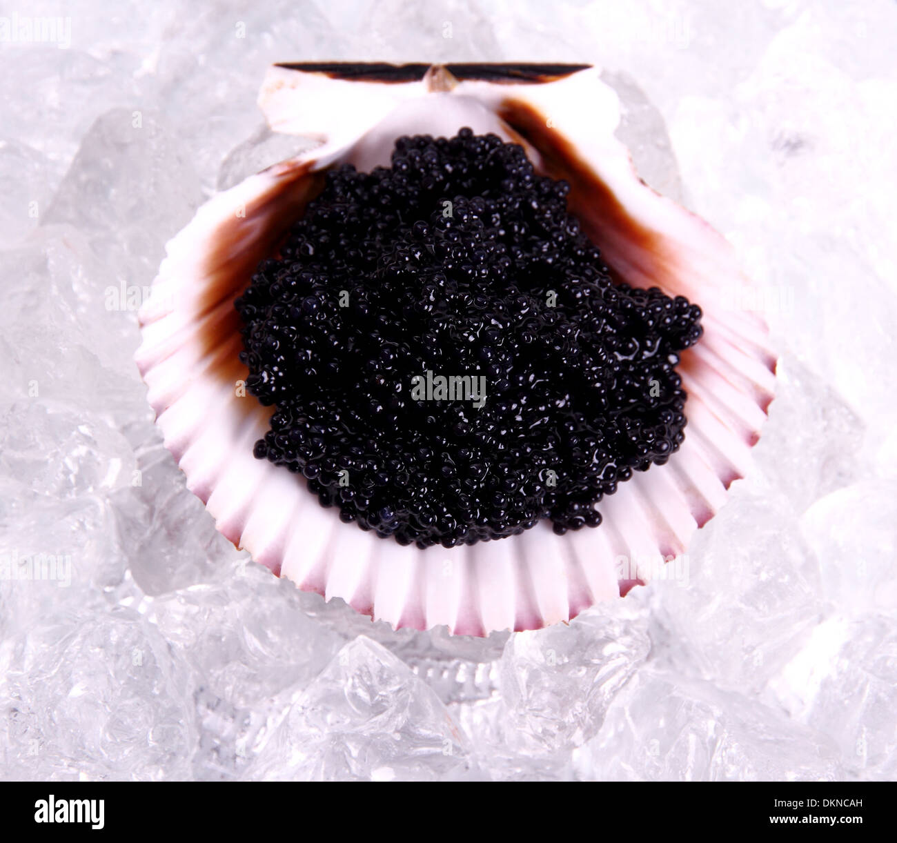 Schwarzer Kaviar in Muschel mit Eis, Ansicht von oben Stockfoto