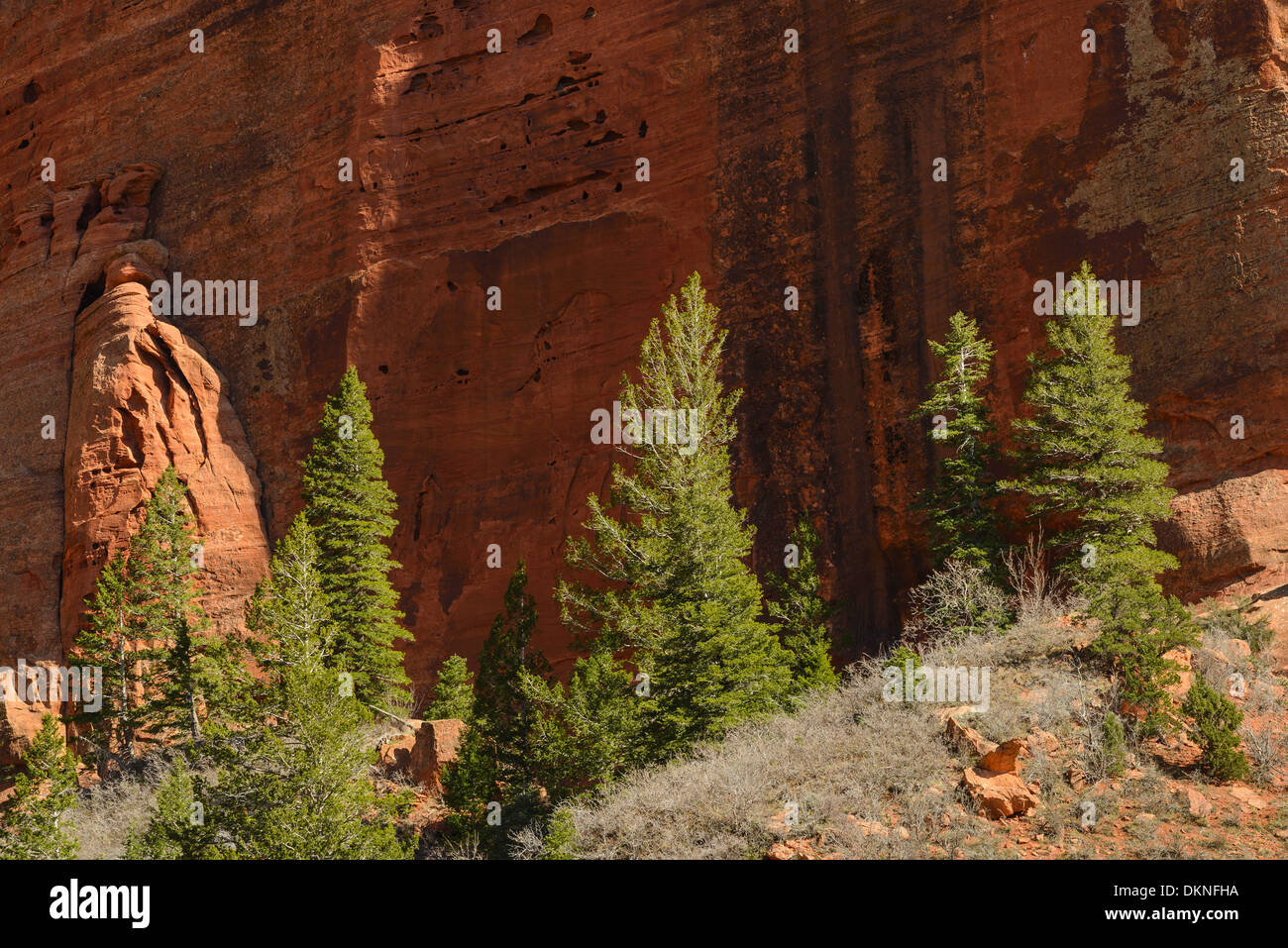Pinien und Sandsteinfelsen, Kolob Canyons, Zion Nationalpark, Utah, USA Stockfoto